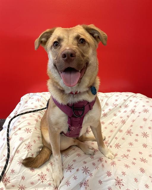 PIPER, Adoptable, Young Female Collie & German Shepherd Dog.