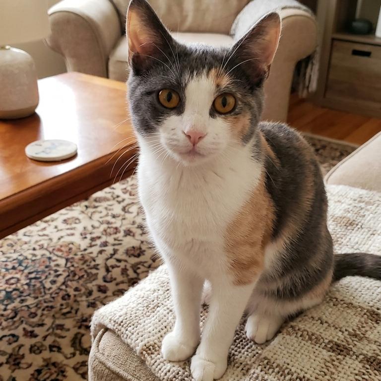 Enlarge Chloe, a Adoptable Domestic Short Hair in Eufaula, AL image 2/2