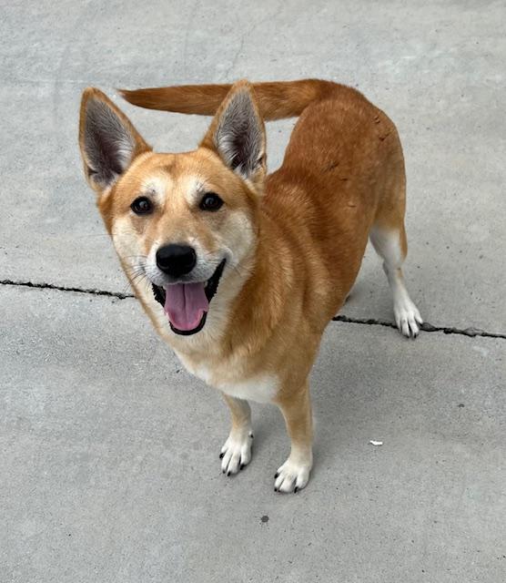 May, Adopted, Young Female Shepherd & Shiba Inu.
