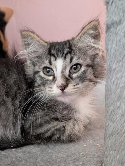 Enlarge Swiffer, a ADOPTABLE Domestic Medium Hair in Cranbrook, BC image 2/3