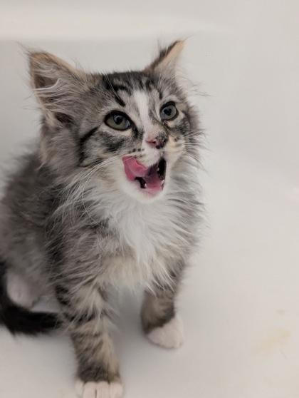 Enlarge Swiffer, a ADOPTABLE Domestic Medium Hair in Cranbrook, BC image 3/3