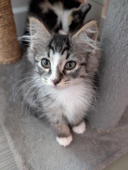 Swiffer, ADOPTABLE, Kitten Female Domestic Medium Hair.