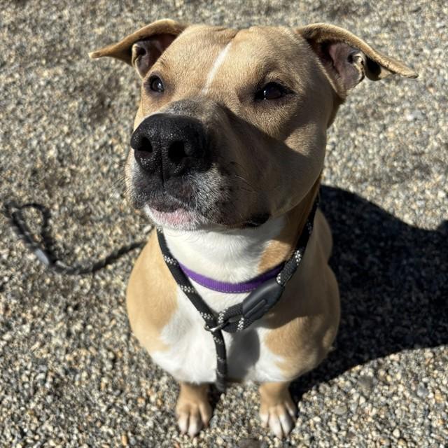 SPUNK, Adoptable, Adult Male American Staffordshire Terrier & Mixed Breed.