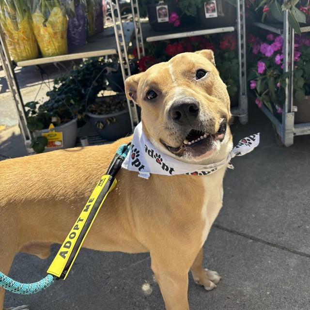 SPUNK, Adoptable, Adult Male American Staffordshire Terrier & Mixed Breed.