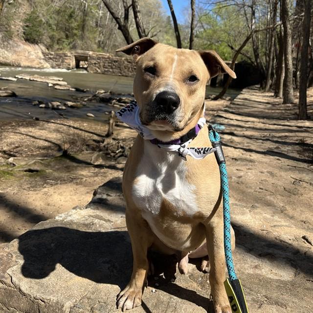 Enlarge SPUNK, a Adoptable mixed breed in Lincolnton, NC image 1/1