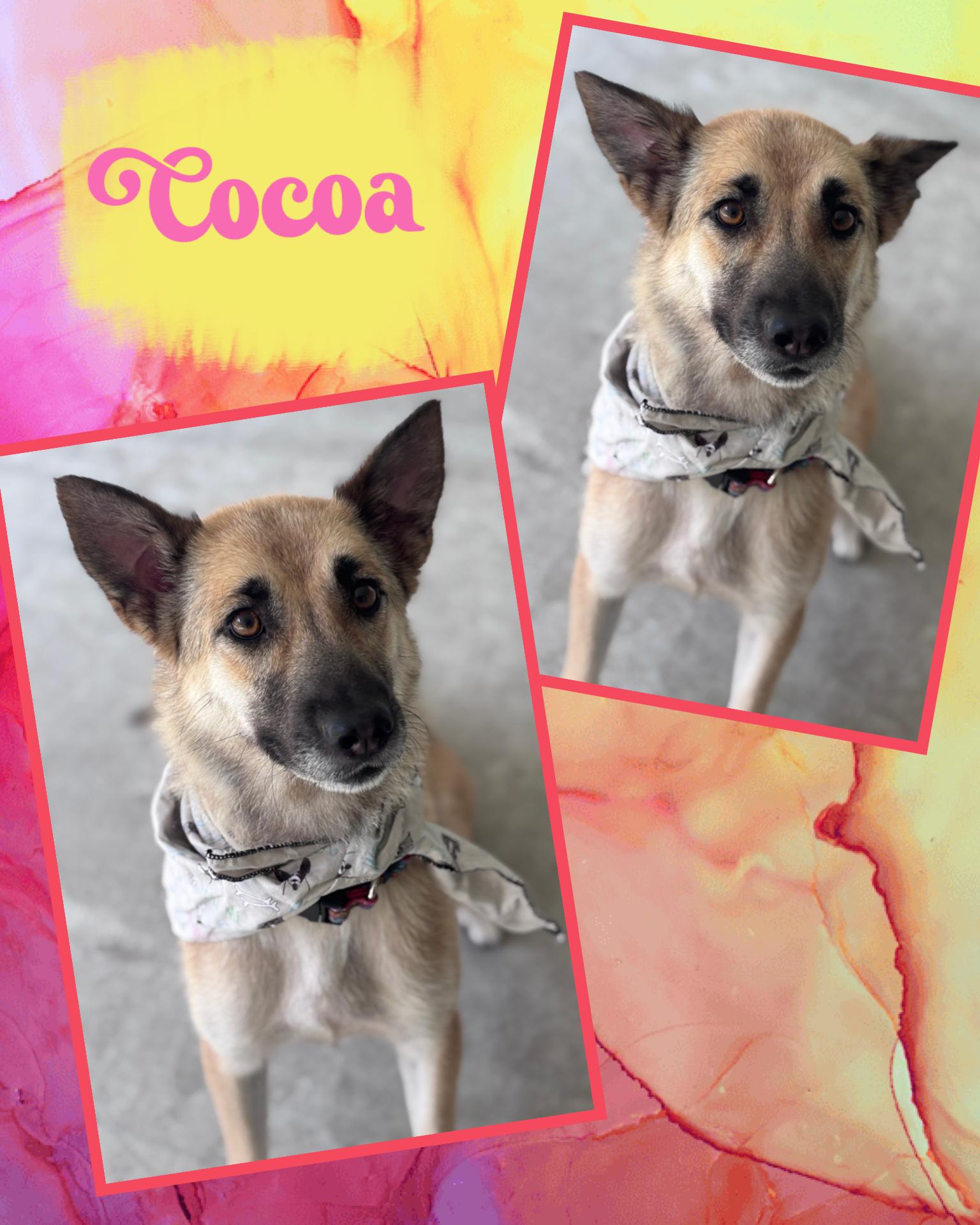 Cocoa