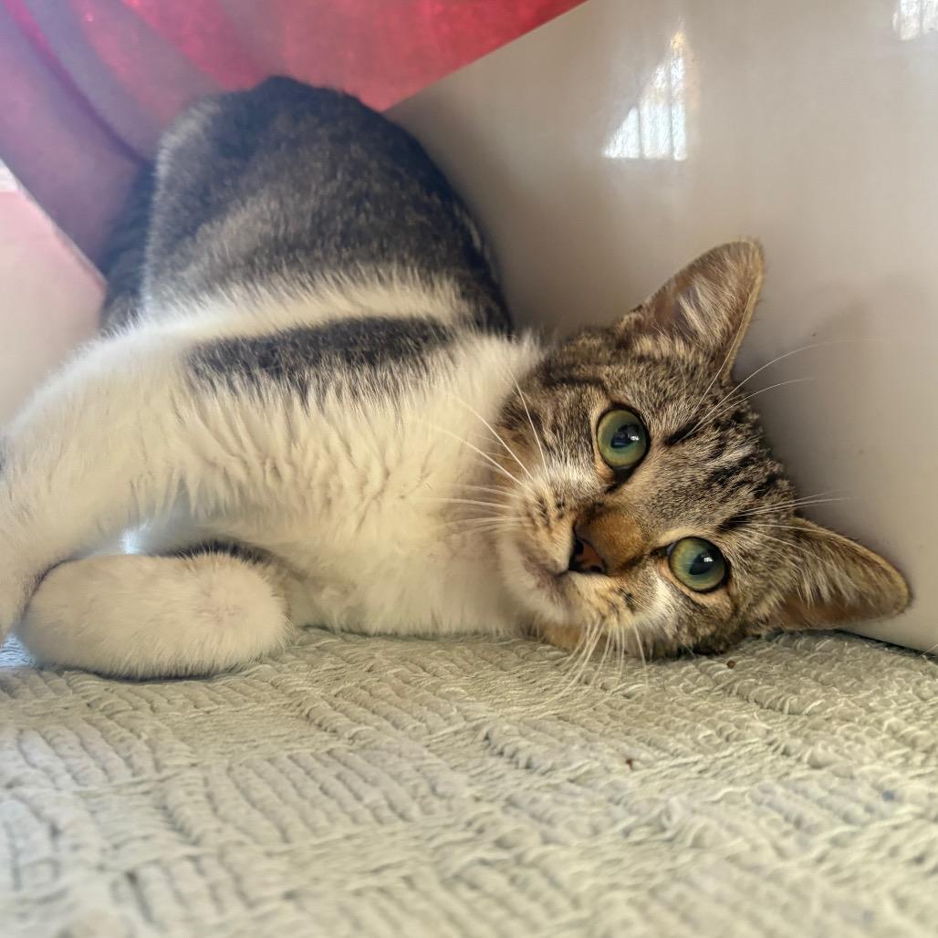 Tinker, Adoptable, Young Female Domestic Short Hair.