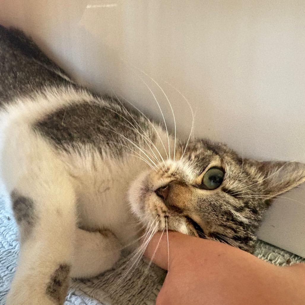 Enlarge Tinker, a Adoptable Domestic Short Hair in Santa Barbara, CA image 2/6