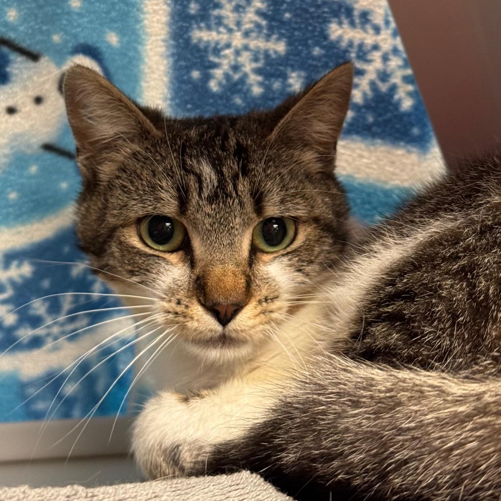 Enlarge Tinker, a Adoptable Domestic Short Hair in Santa Barbara, CA image 3/6