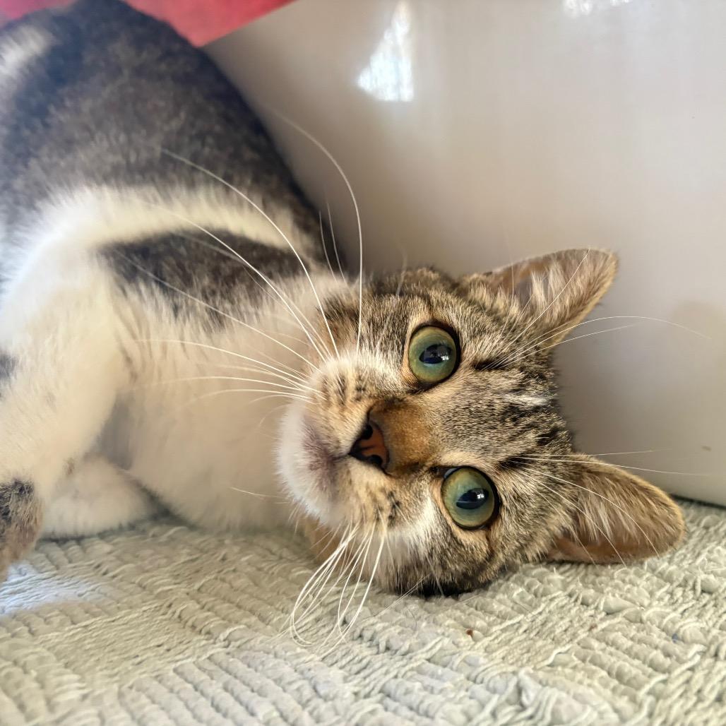 Enlarge Tinker, a Adoptable Domestic Short Hair in Santa Barbara, CA image 4/6