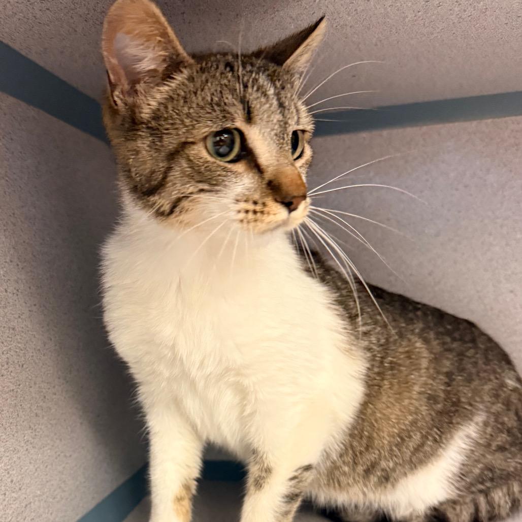 Enlarge Tinker, a Adoptable Domestic Short Hair in Santa Barbara, CA image 5/6