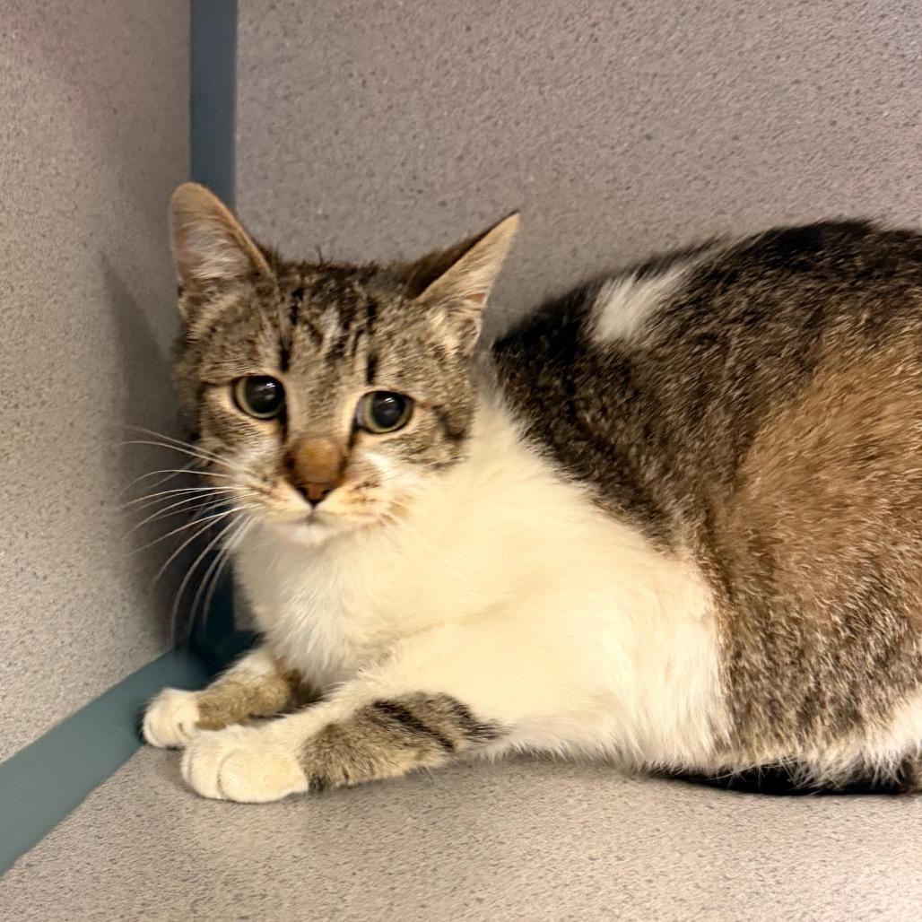 Enlarge Tinker, a Adoptable Domestic Short Hair in Santa Barbara, CA image 6/6