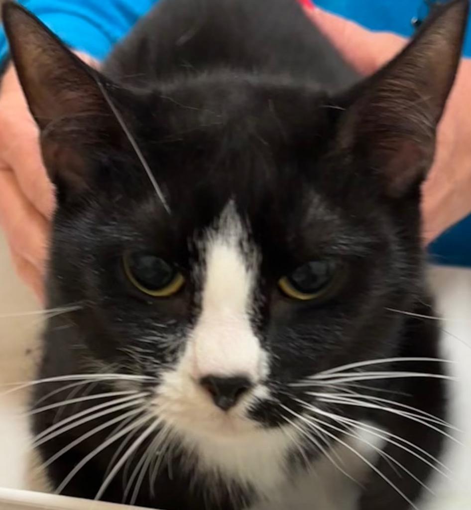 YASMIN, Adoptable, Young Female Domestic Short Hair.