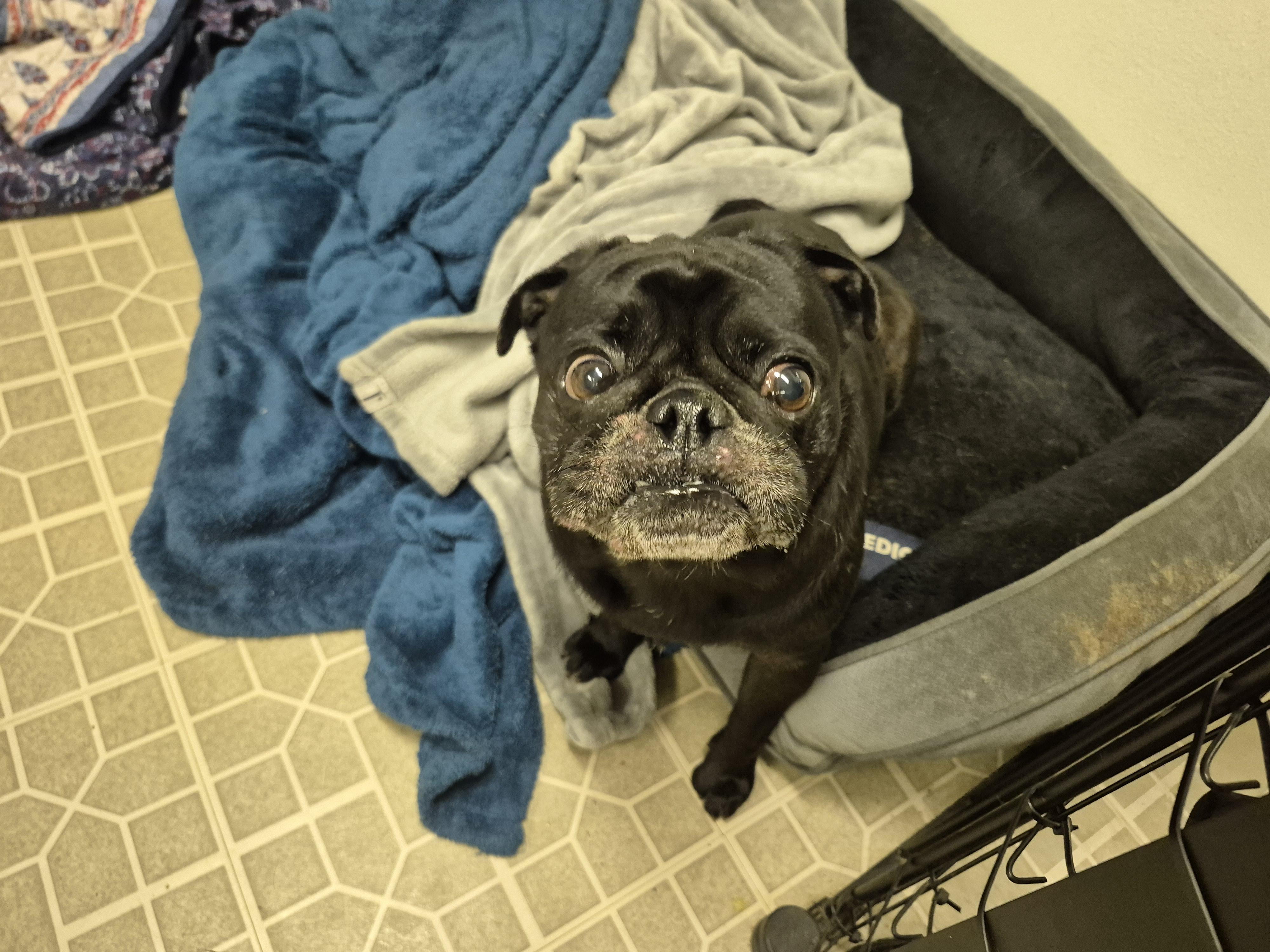 Mochi, a ADOPTABLE Pug in metairie, LA image 5/5
