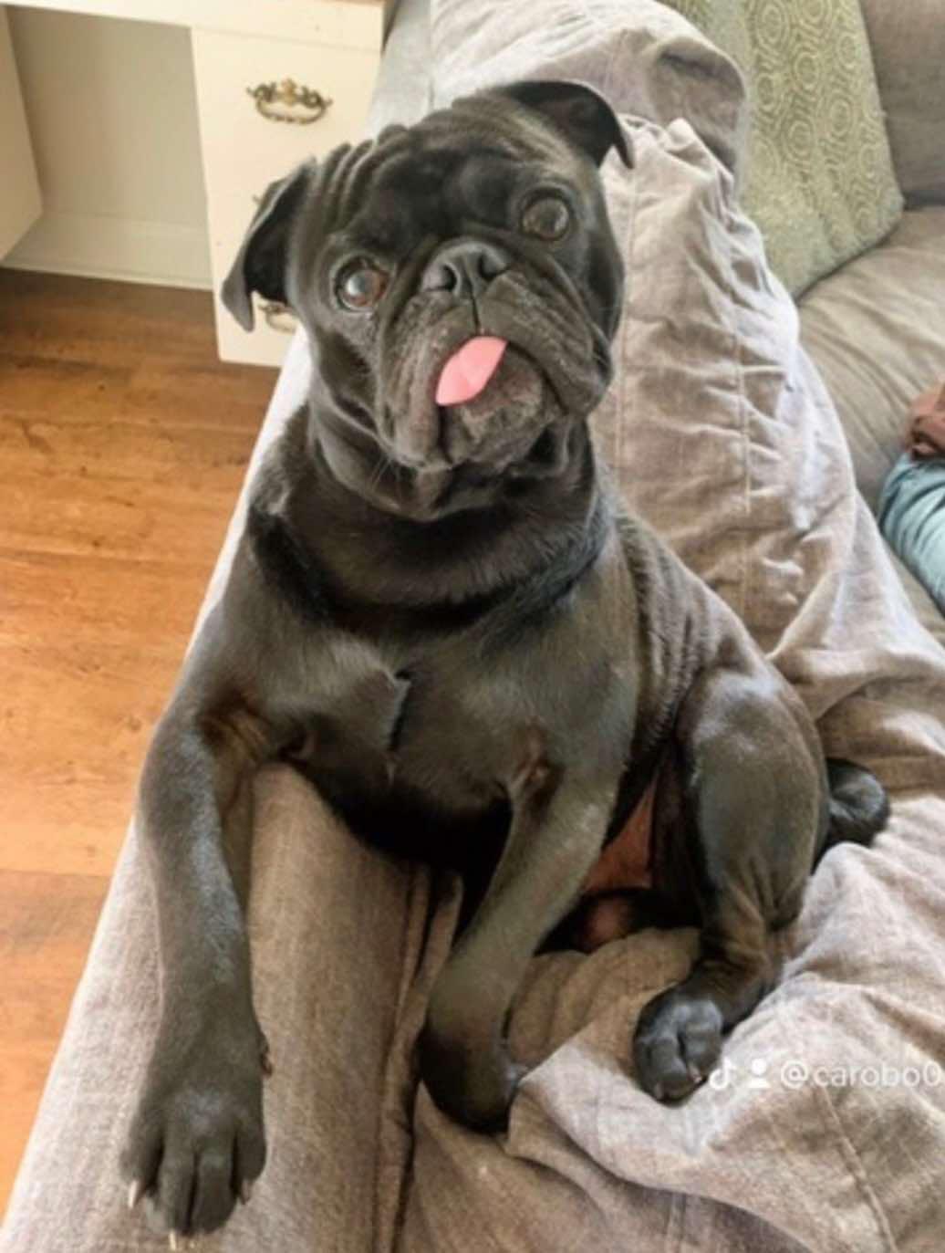 Mochi, a ADOPTABLE Pug in metairie, LA image 2/5