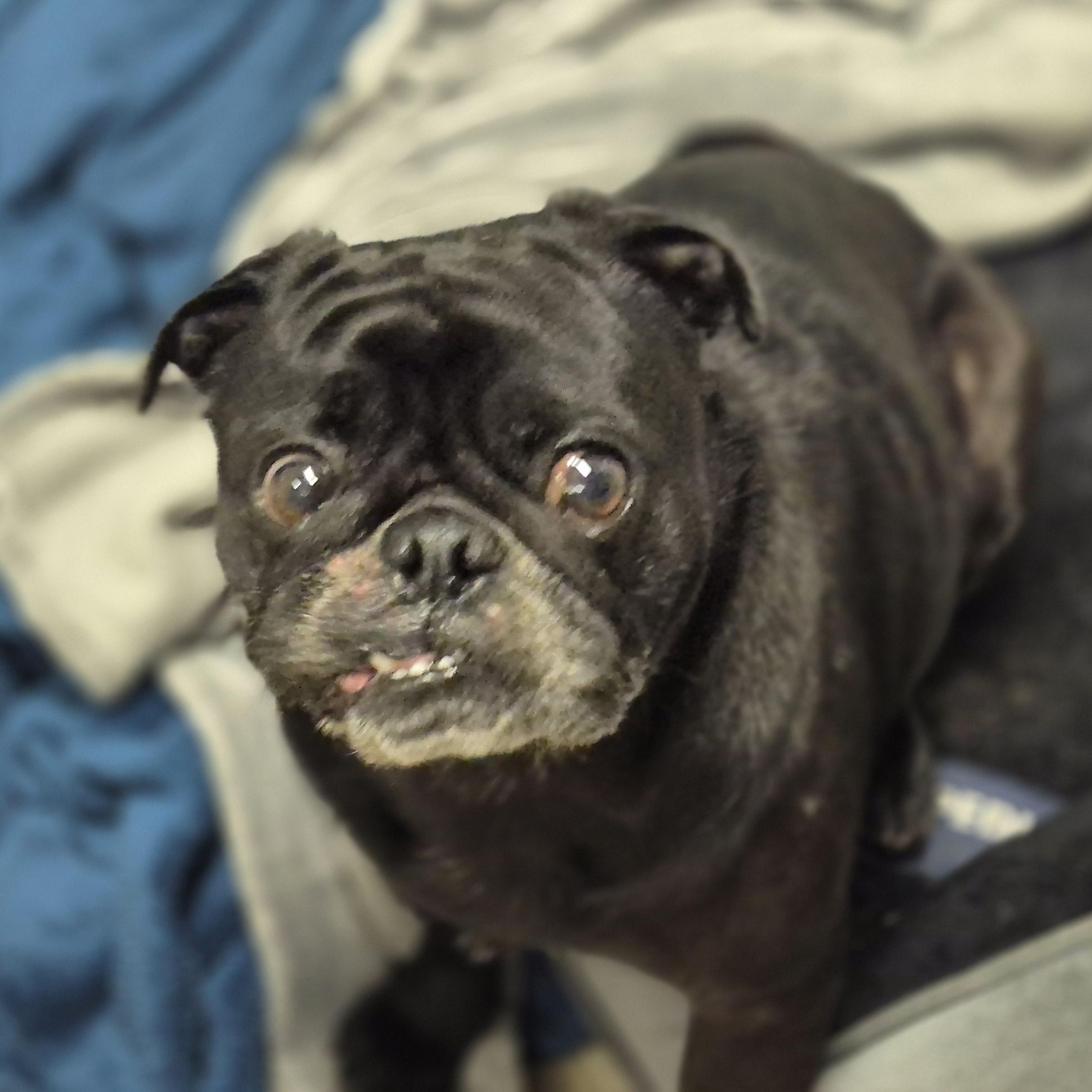 Mochi, a ADOPTABLE Pug in metairie, LA image 1/5