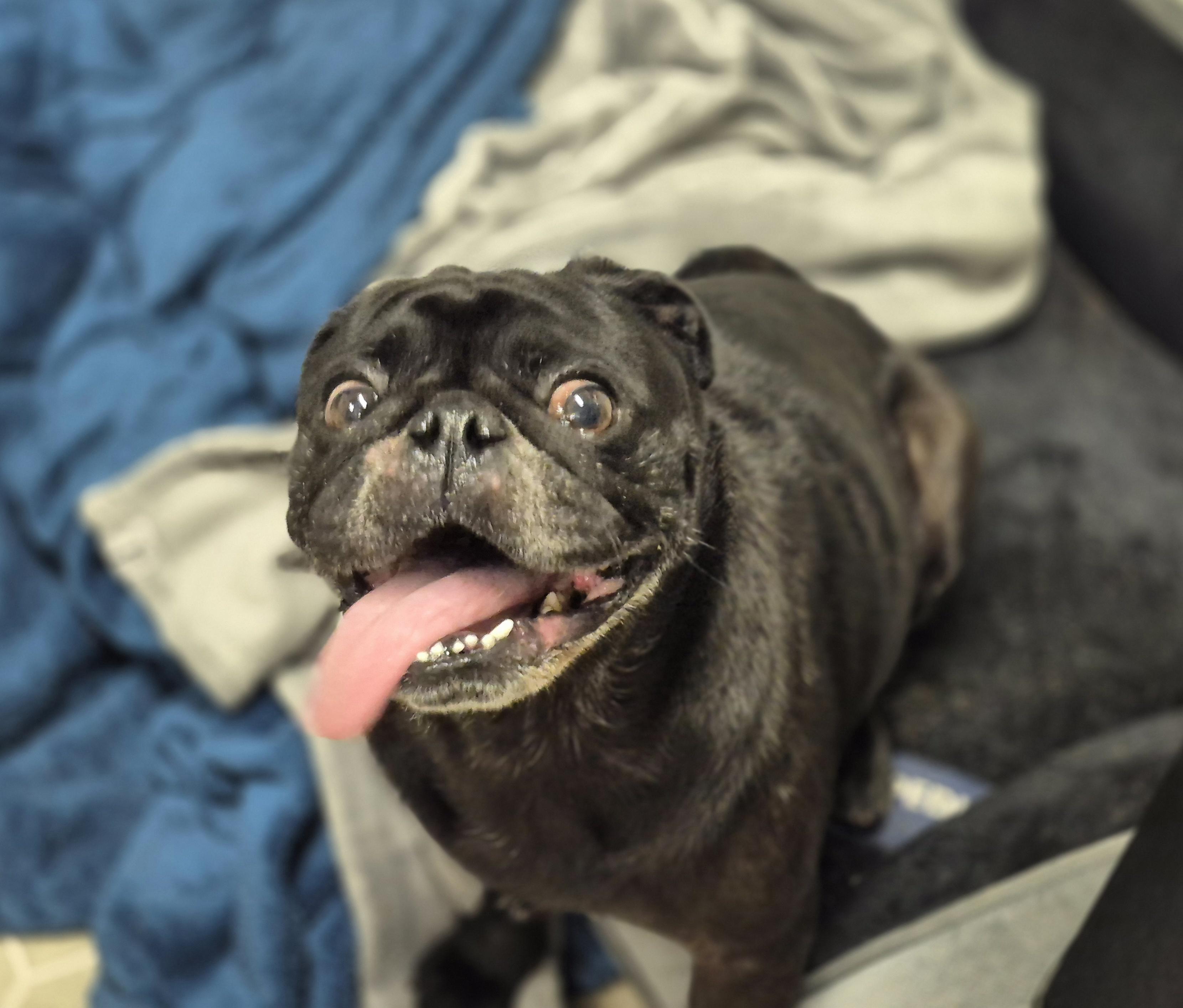 Mochi, a ADOPTABLE Pug in metairie, LA image 3/5