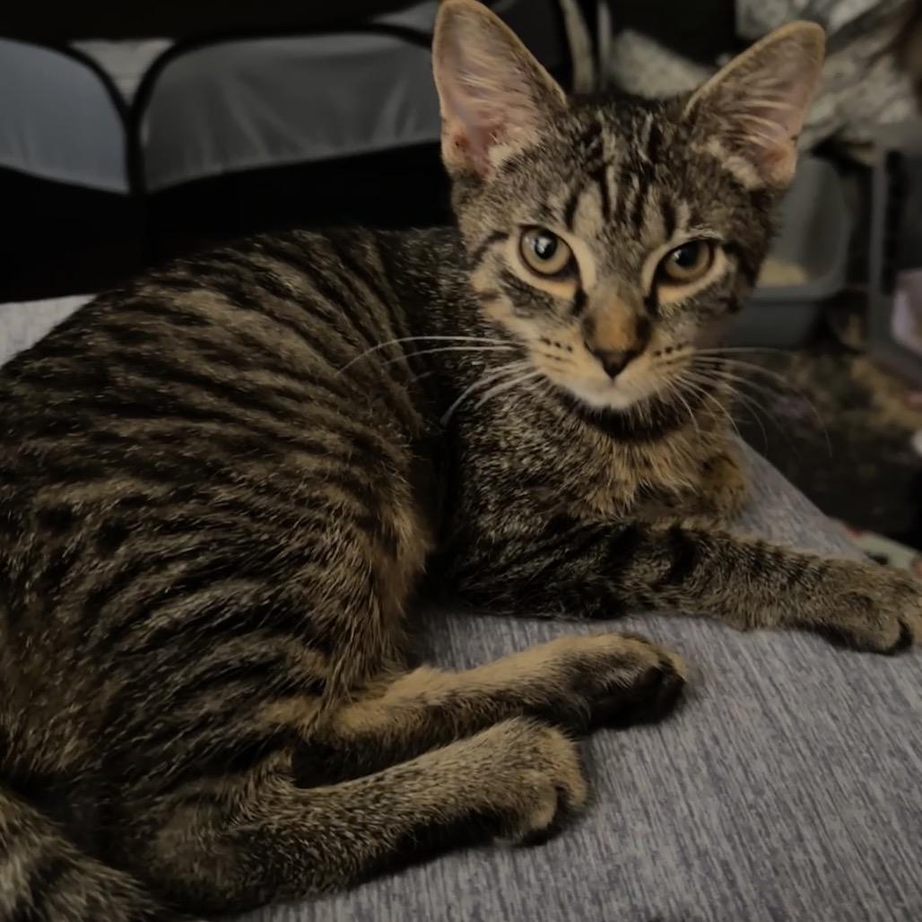 Violet, Adoptable, Young Female Domestic Short Hair.