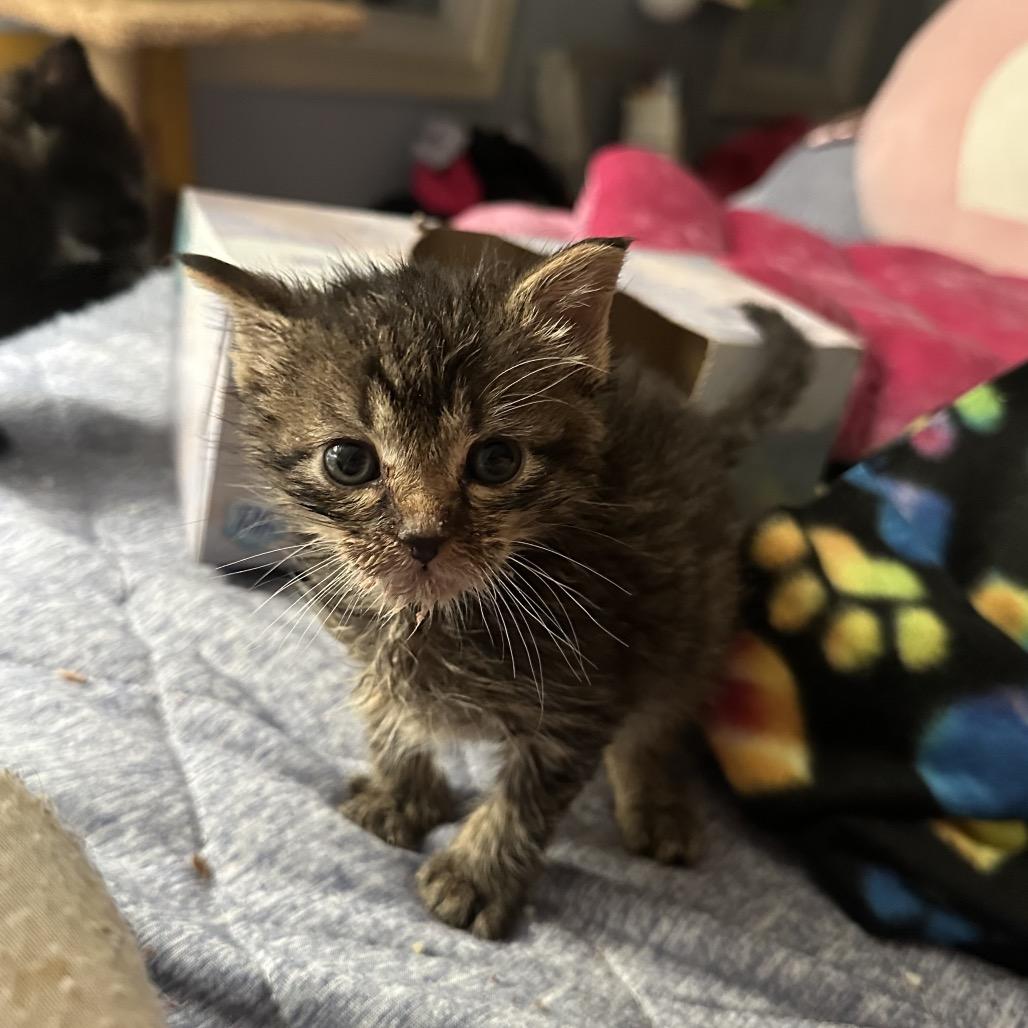 Enlarge Violet, a Adoptable Domestic Short Hair in Ephrata, PA image 2/4