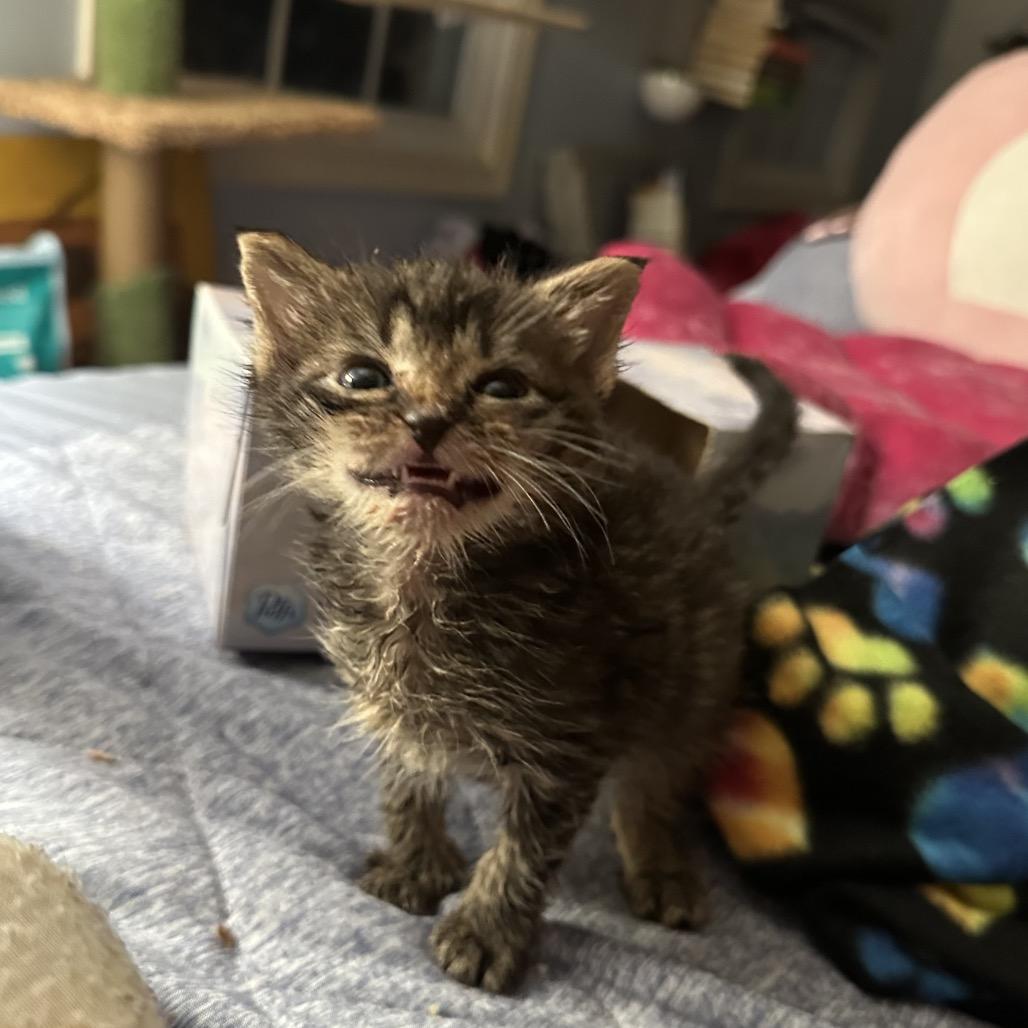 Enlarge Violet, a Adoptable Domestic Short Hair in Ephrata, PA image 3/4