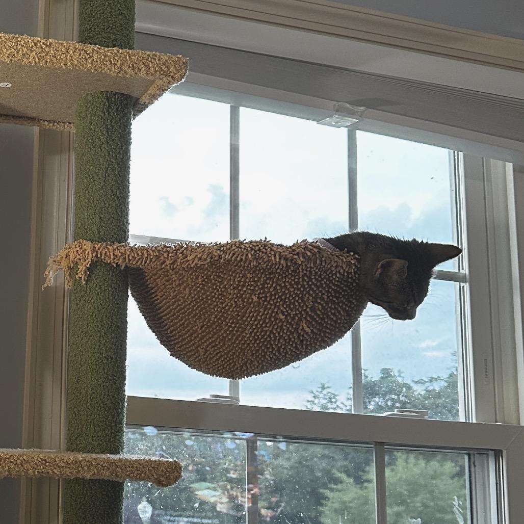 Enlarge Violet, a Adoptable Domestic Short Hair in Ephrata, PA image 4/4