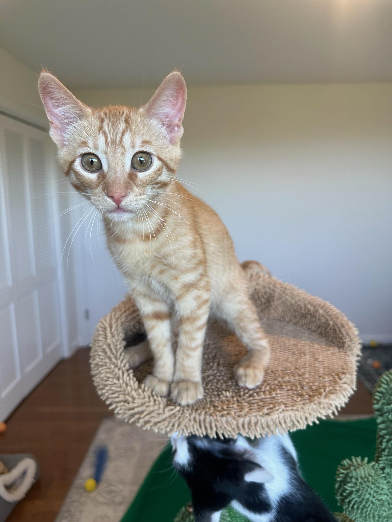 Crush (male kitten), Adoptable, Kitten Male Domestic Short Hair.