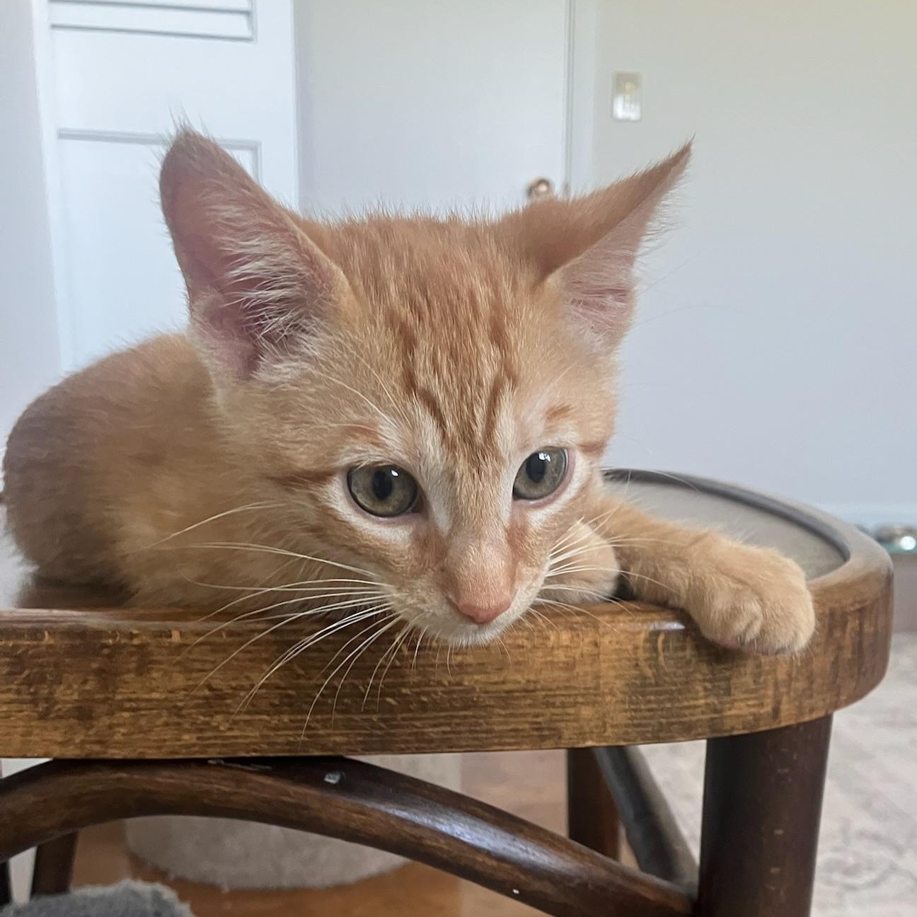 Enlarge Crush (male kitten), a Adoptable Domestic Short Hair in San Francisco, CA image 2/3