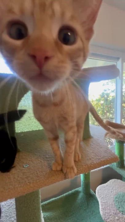 Enlarge Crush (male kitten), a Adoptable Domestic Short Hair in San Francisco, CA video 3/3