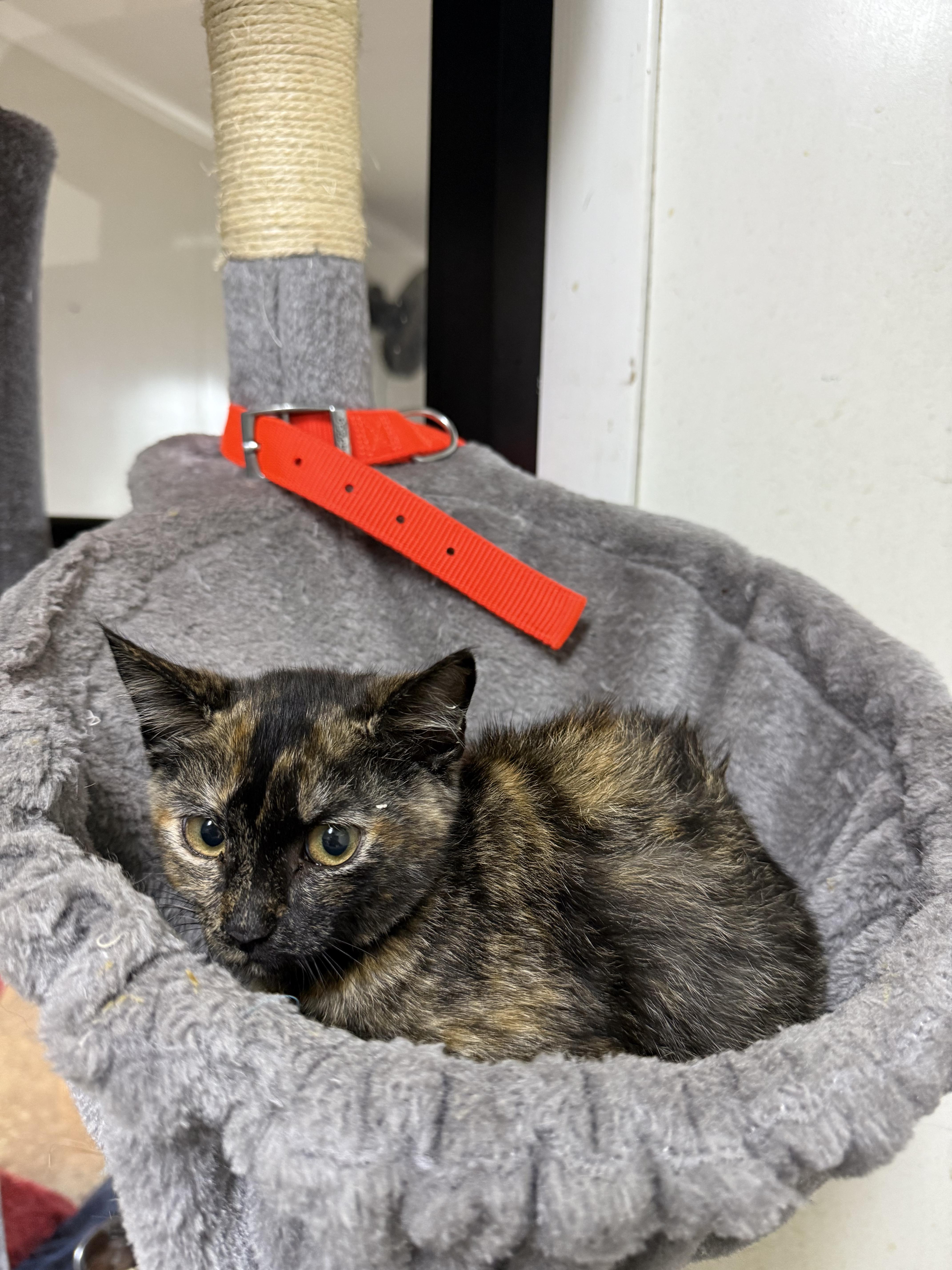 Buttercup, ADOPTABLE, Kitten Female Tortoiseshell.