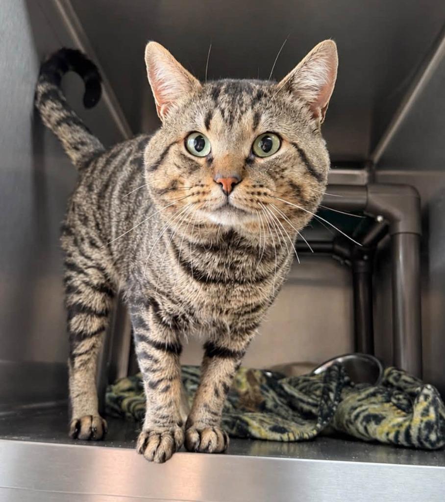 Diomedes, Adoptable, Adult Male Domestic Short Hair.