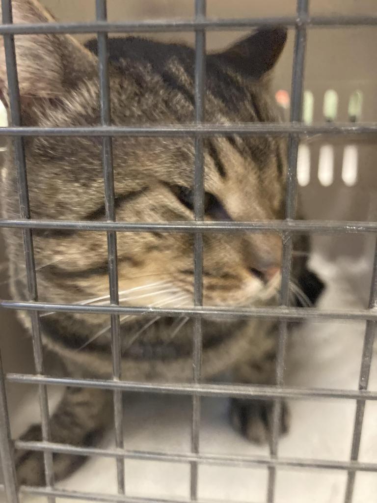 Enlarge Diomedes, a Adoptable mixed breed in Burnsville, NC image 2/4