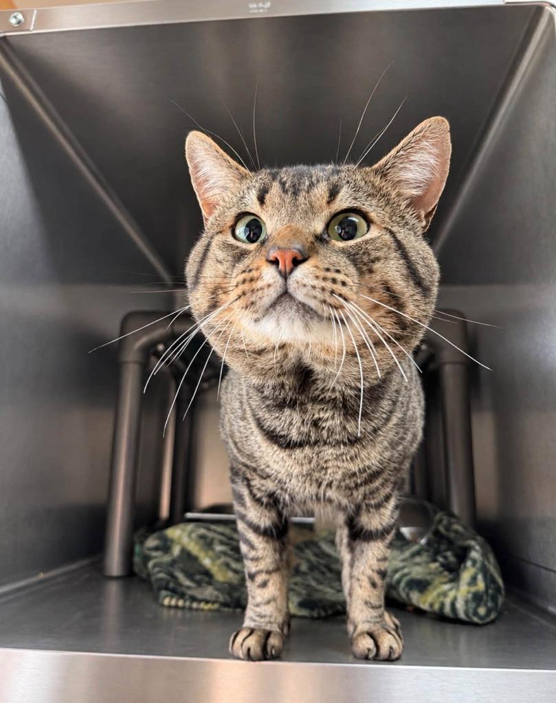 Enlarge Diomedes, a Adoptable mixed breed in Burnsville, NC image 3/4