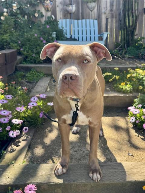 EL ROY, Adoptable, Young Male Pit Bull Terrier.