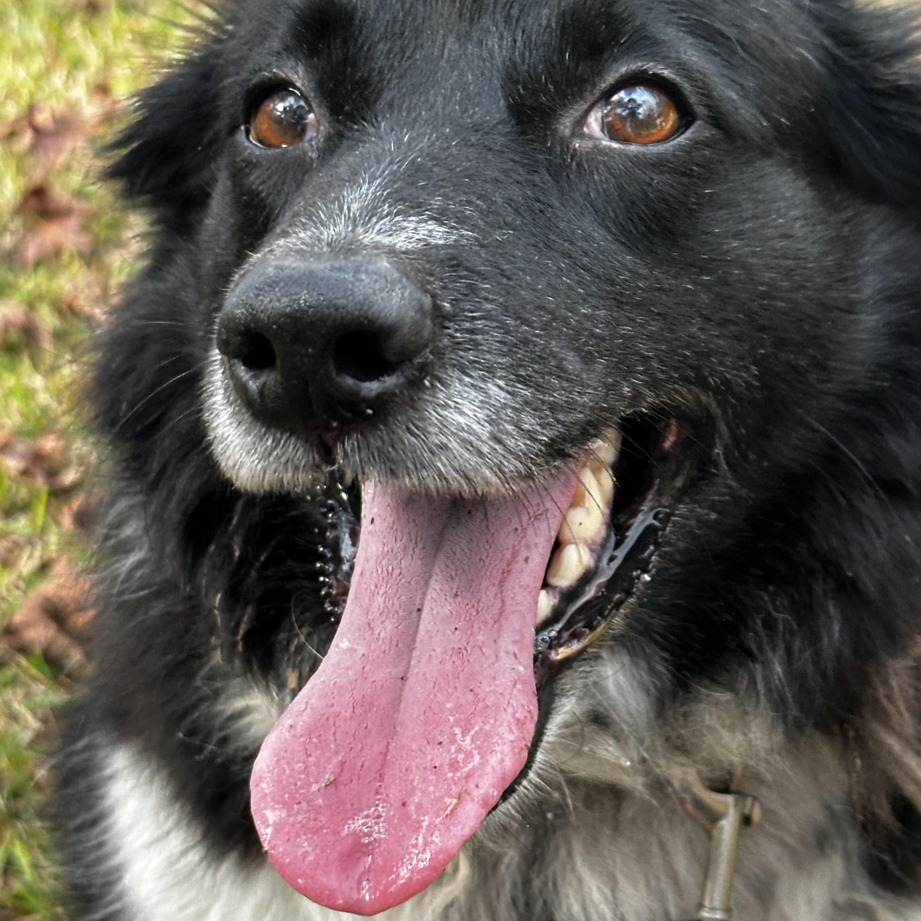 Ari, a ADOPTABLE mixed breed in Pass Christian, MS image 5/6