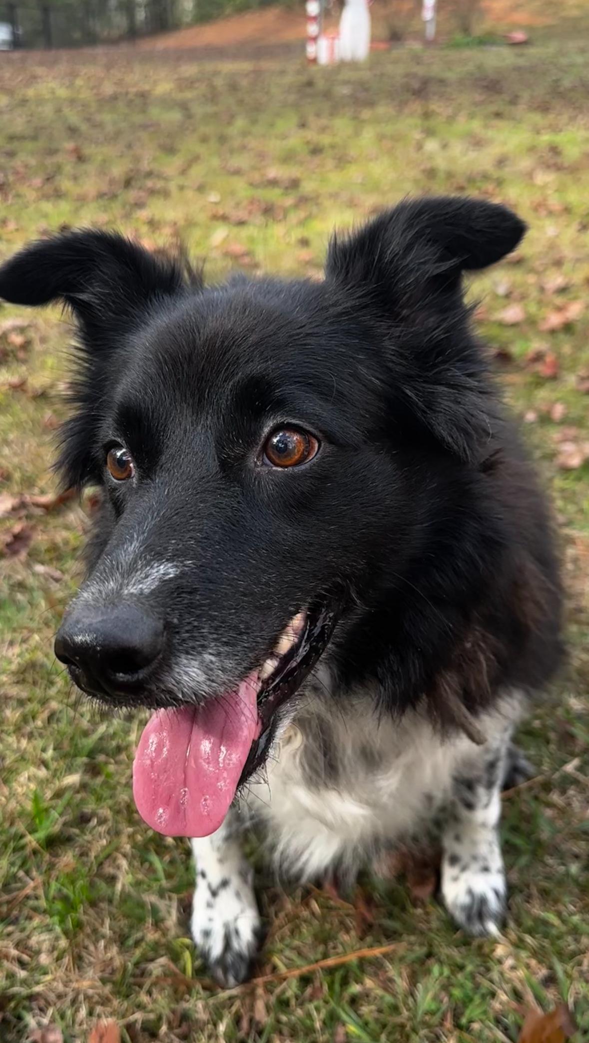 Ari, a ADOPTABLE mixed breed in Pass Christian, MS image 2/6