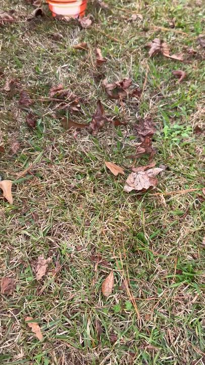 Enlarge Ari, a ADOPTABLE mixed breed in Pass Christian, MS video 6/6