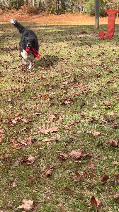 Enlarge Ari, a ADOPTABLE mixed breed in Pass Christian, MS video 1/6