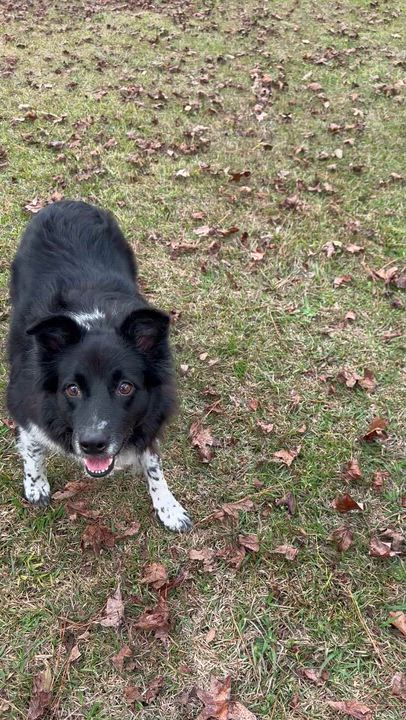 Enlarge Ari, a ADOPTABLE mixed breed in Pass Christian, MS video 4/6