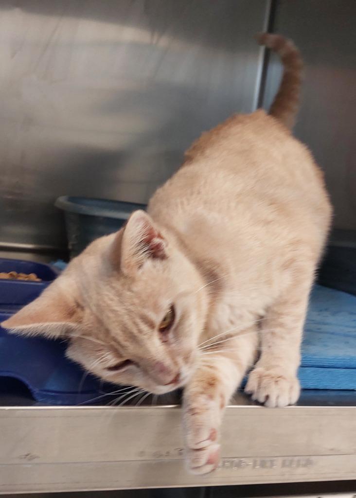 Fifi, Adoptable, Young Male Domestic Short Hair.