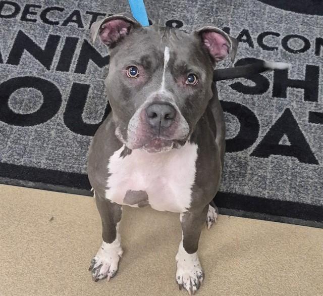 BLU, Adoptable, Adult Male Pit Bull Terrier.