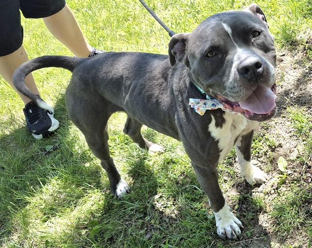 Enlarge BLU, a Adoptable Pit Bull Terrier in Decatur, IL image 1/1