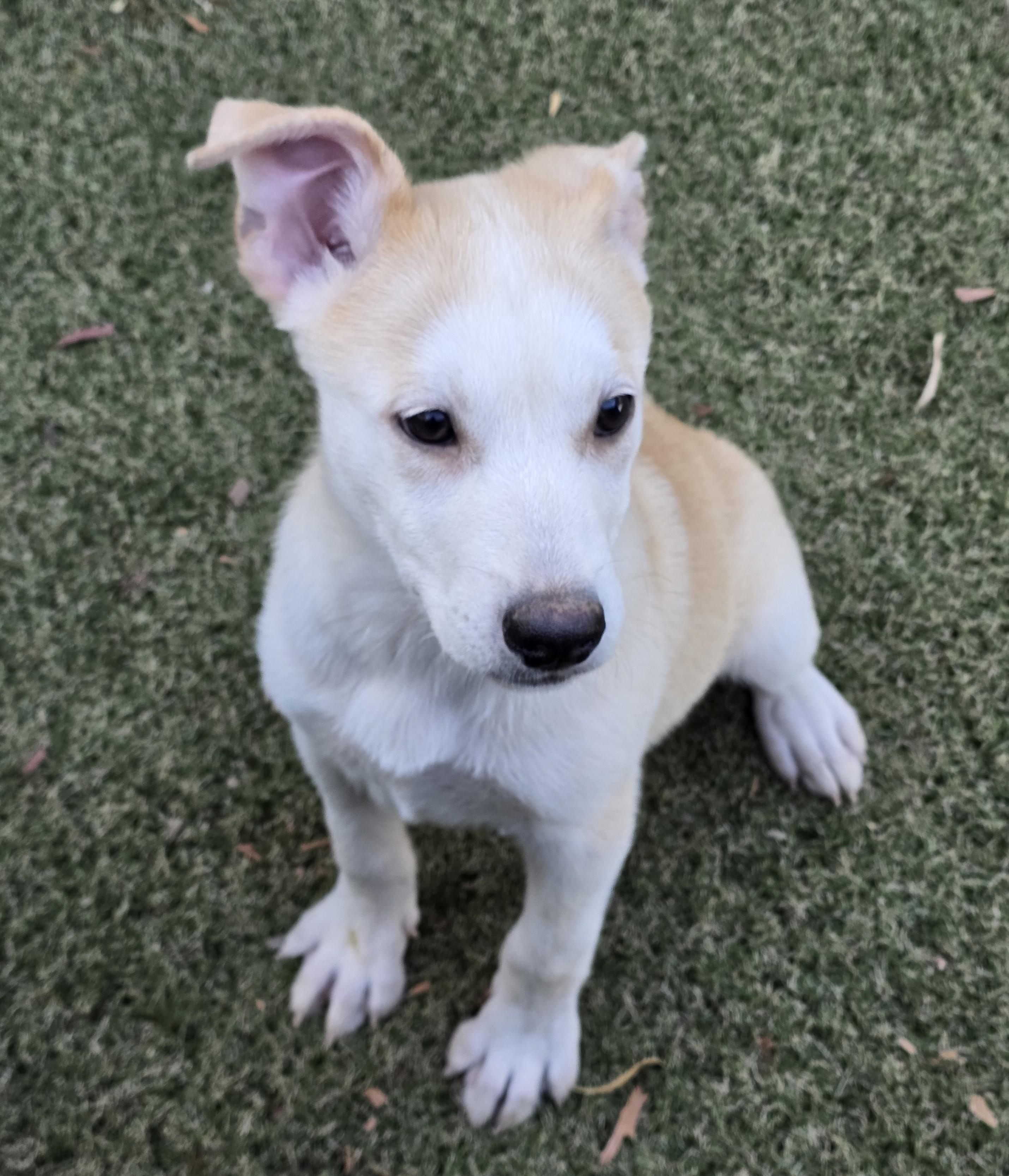 Enlarge Amber, an adopted mixed breed in Apache Junction, AZ image 3/4