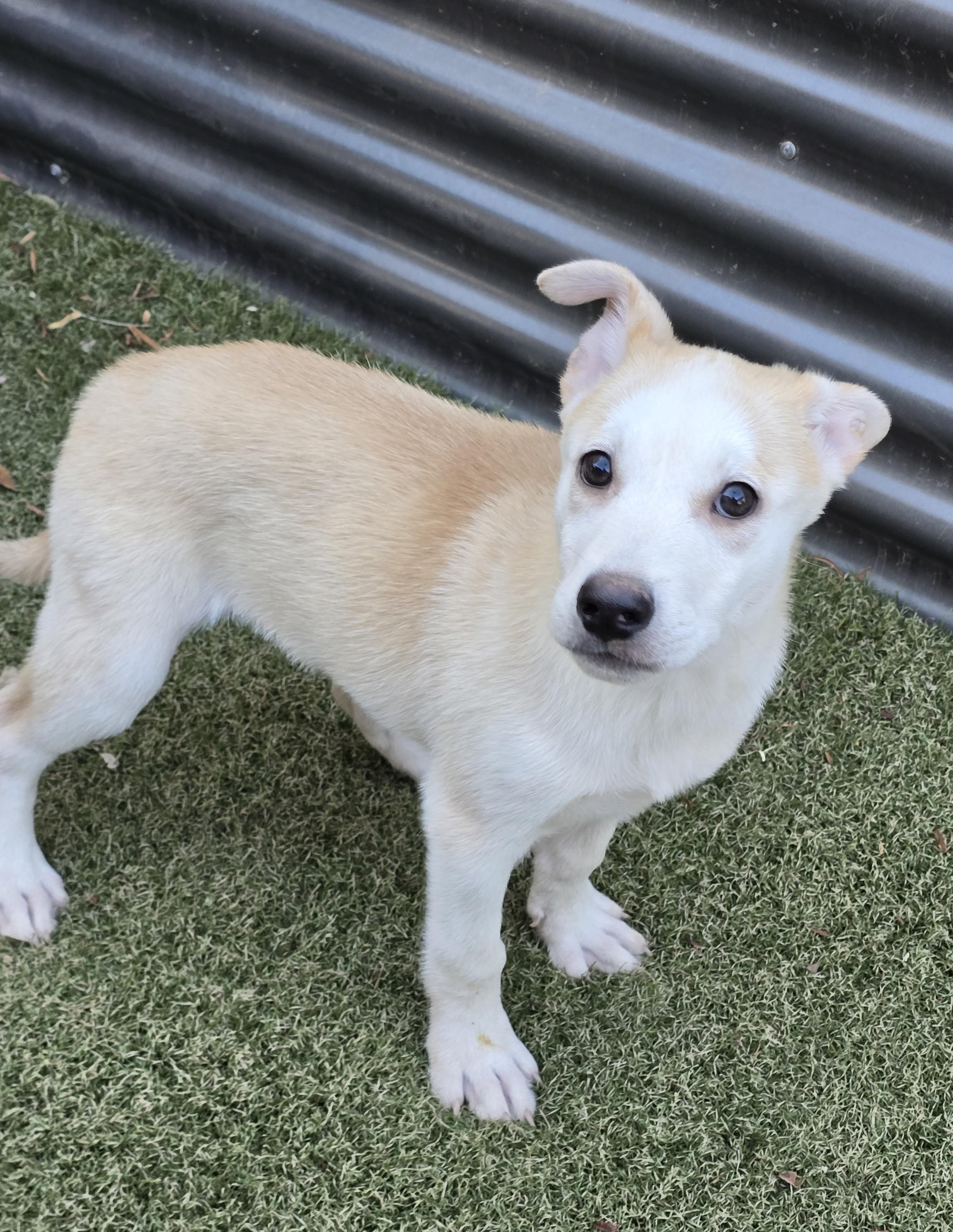 Enlarge Amber, an adopted mixed breed in Apache Junction, AZ image 2/4