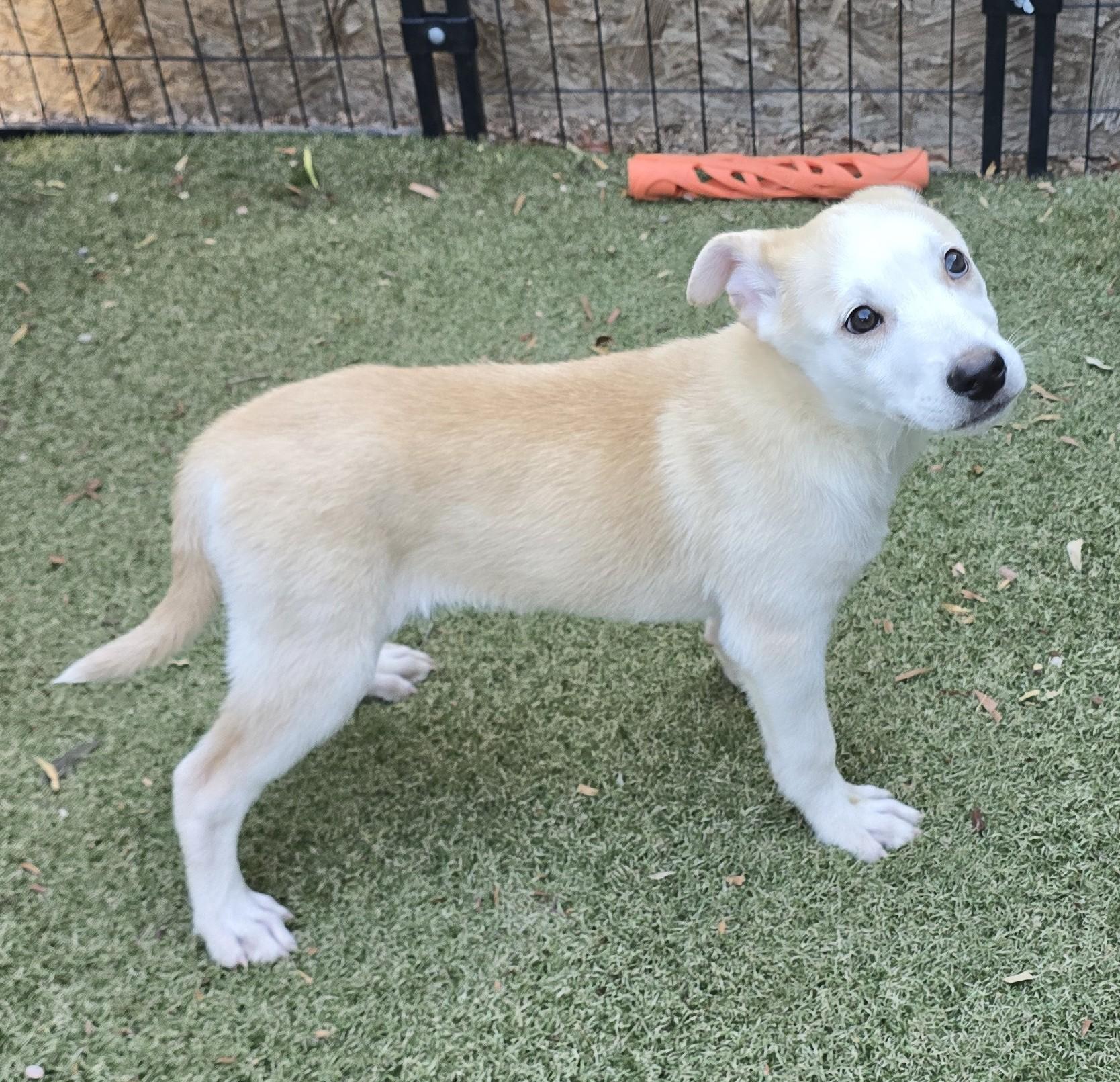 Amber, adopted, Puppy Female Labrador Retriever & Cattle Dog.