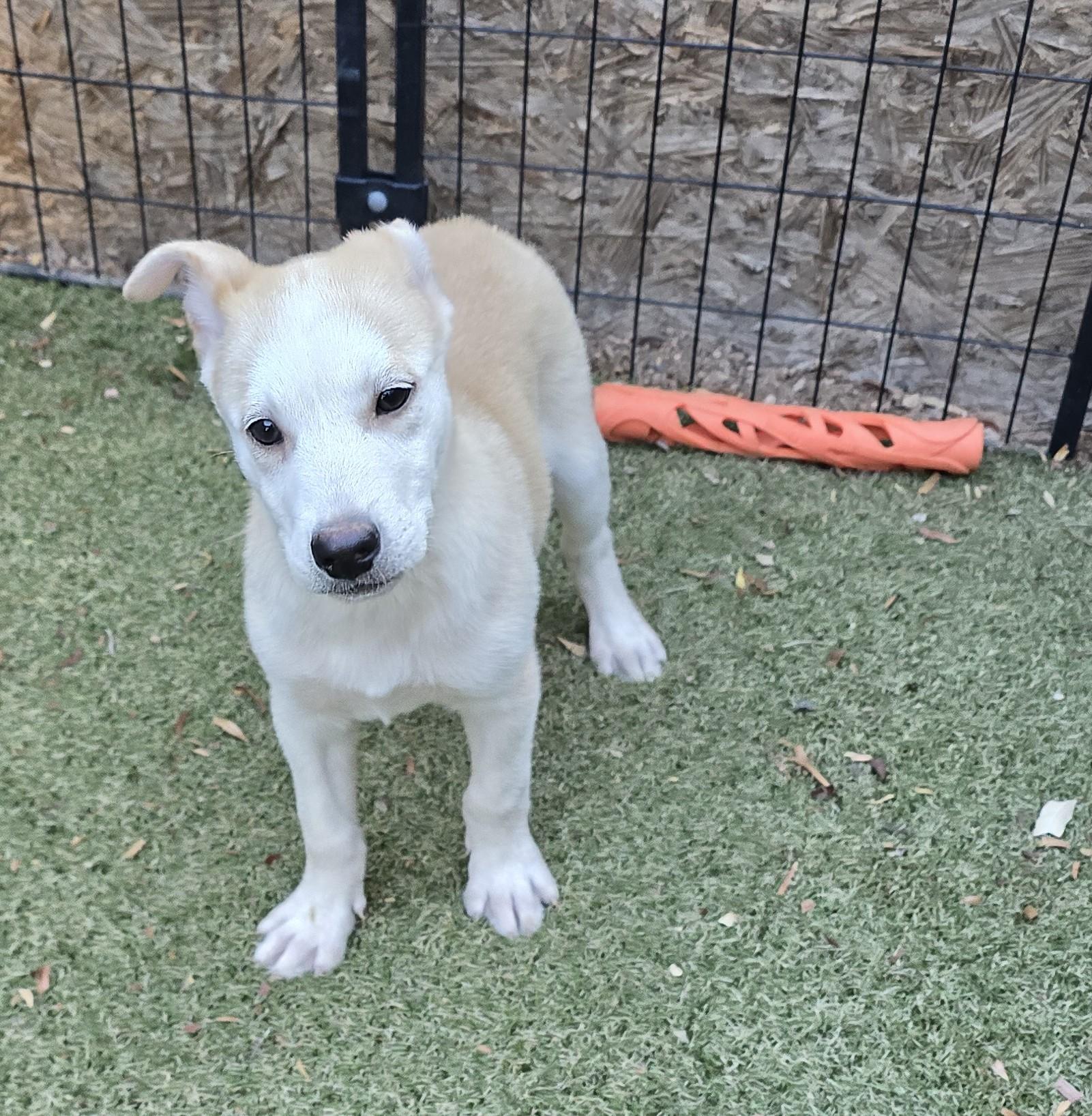 Enlarge Amber, an adopted mixed breed in Apache Junction, AZ image 4/4