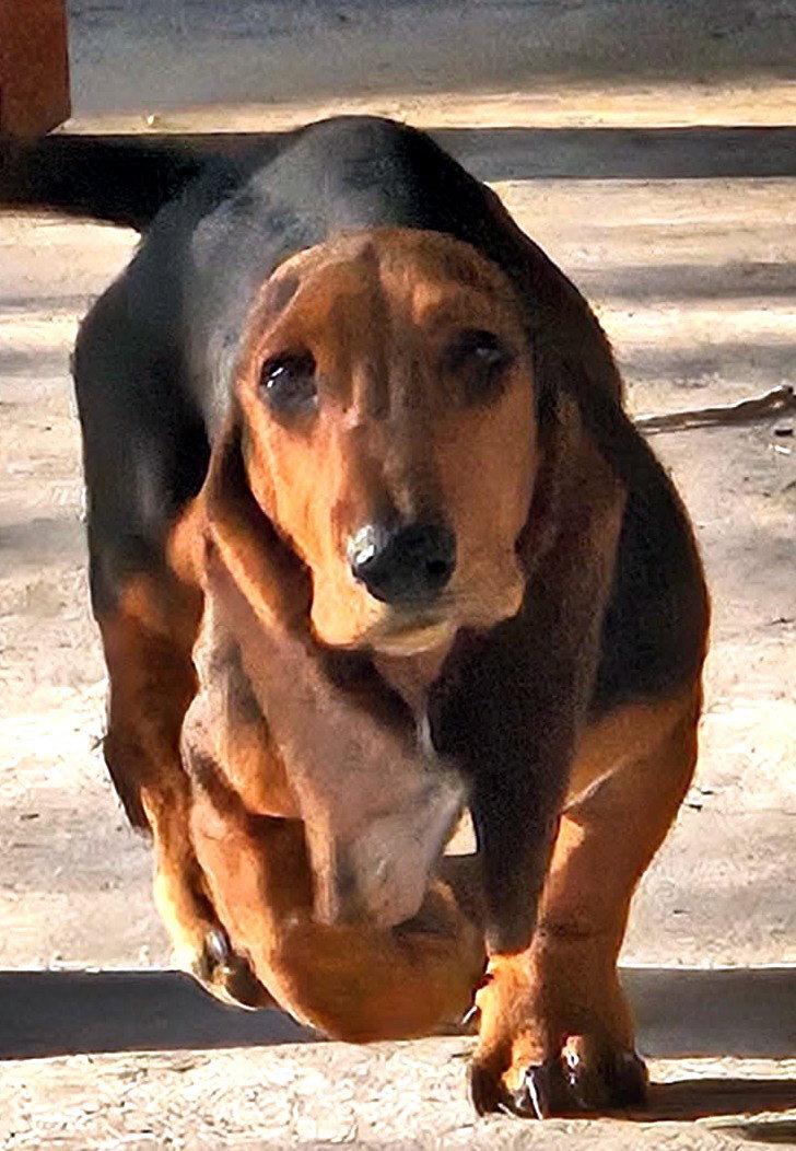 Enlarge ROSIE, a Adoptable Basset Hound in Mays Landing, NJ image 1/3