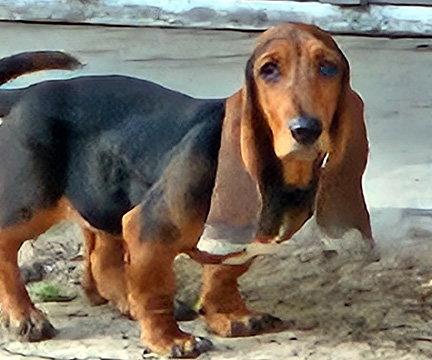 Enlarge ROSIE, a Adoptable Basset Hound in Mays Landing, NJ image 2/3