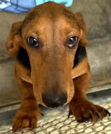 Enlarge ROSIE, a Adoptable Basset Hound in Mays Landing, NJ image 3/3
