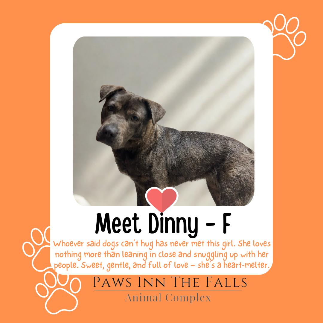 Enlarge Dinny, a Adoptable mixed breed in Wheatfield, NY image 1/1