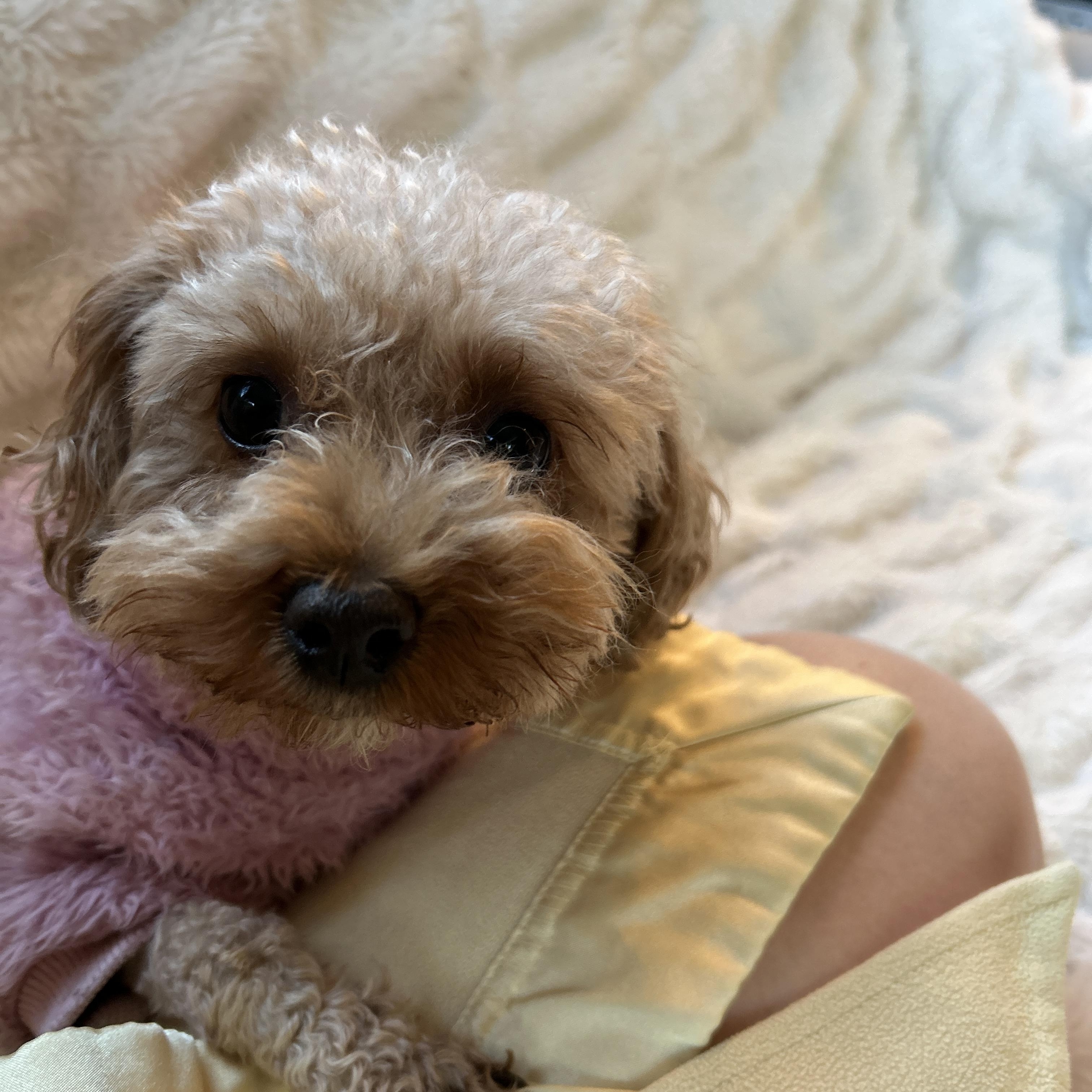 Lula, an adoptable Miniature Poodle in Emeryville, CA image 1/5